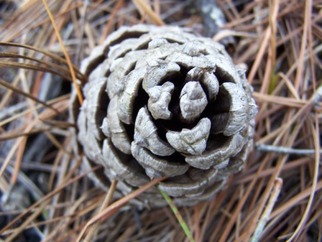Longleaf pine savanna research site, Fort Bragg, North Carolina