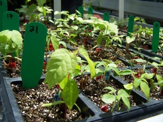 Greenhouse experiments